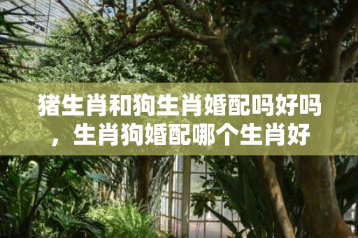 猪生肖和狗生肖婚配吗好吗，生肖狗婚配哪个生肖好