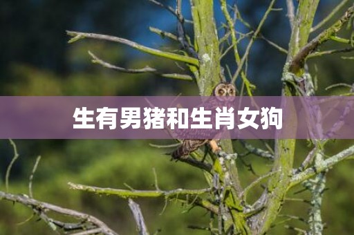 生有男猪和生肖女狗