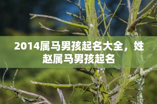 2014属马男孩起名大全，姓赵属马男孩起名