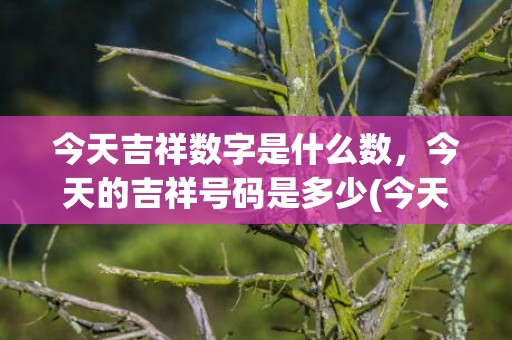 今天吉祥数字是什么数，今天的吉祥号码是多少(今天吉祥数字是什么)