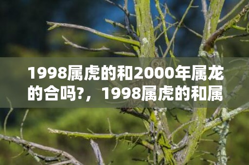 1998属虎的和2000年属龙的合吗?，1998属虎的和属龙的配吗