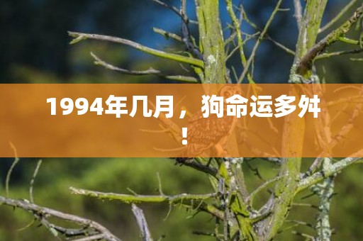 1994年几月，狗命运多舛！