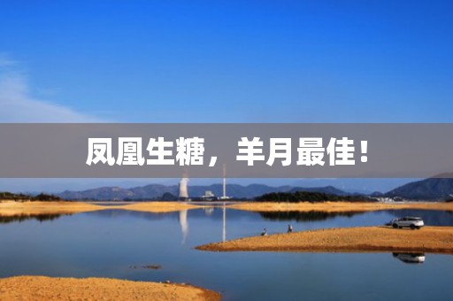 凤凰生糖，羊月最佳！