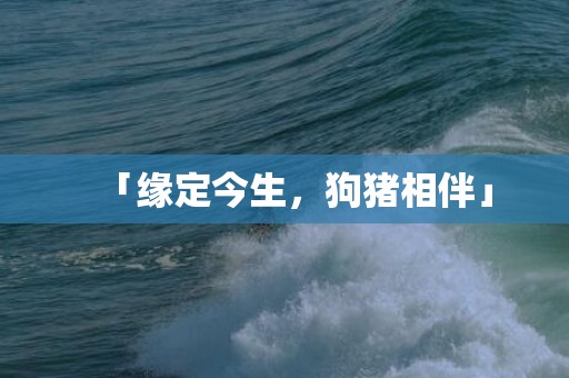 「缘定今生，狗猪相伴」