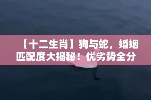 【十二生肖】狗与蛇，婚姻匹配度大揭秘！优劣势全分析！