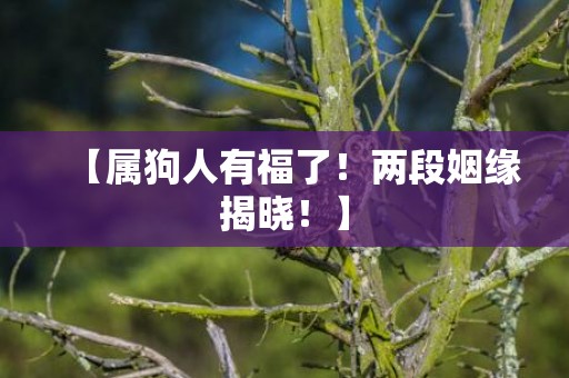 【属狗人有福了！两段姻缘揭晓！】