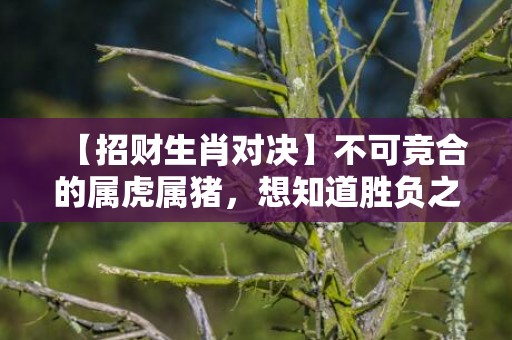 【招财生肖对决】不可竞合的属虎属猪，想知道胜负之谜？速戳解码！