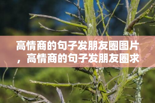 高情商的句子发朋友圈图片，高情商的句子发朋友圈求安慰的话怎么说
