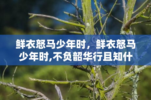 鲜衣怒马少年时，鲜衣怒马少年时,不负韶华行且知什么意思
