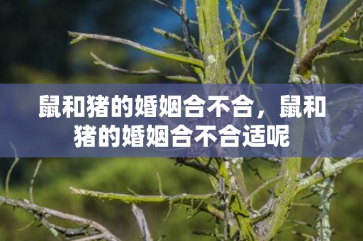 鼠和猪的婚姻合不合，鼠和猪的婚姻合不合适呢