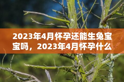 2023年4月怀孕还能生兔宝宝吗，2023年4月怀孕什么时候生
