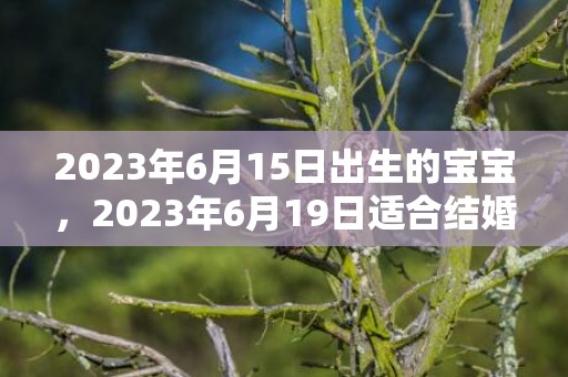 2023年6月15日出生的宝宝，2023年6月19日适合结婚吗