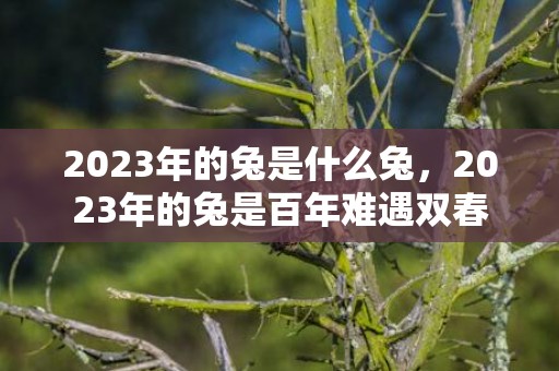 2023年的兔是什么兔，2023年的兔是百年难遇双春