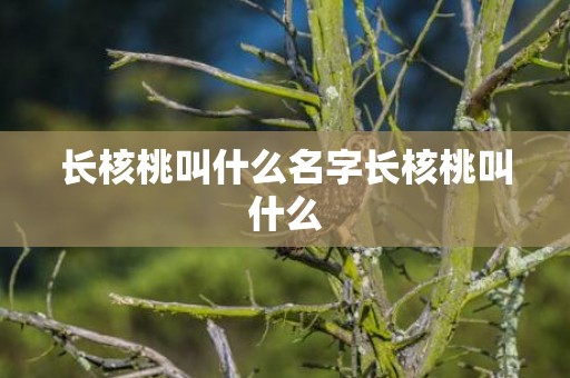 长核桃叫什么名字长核桃叫什么