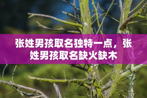 张姓男孩取名独特一点，张姓男孩取名缺火缺木