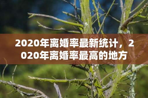 2020年离婚率最新统计，2020年离婚率最高的地方