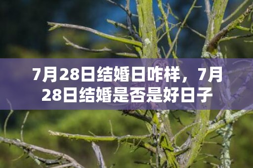7月28日结婚日咋样，7月28日结婚是否是好日子