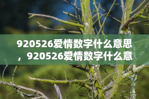 920526爱情数字什么意思，920526爱情数字什么意思