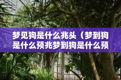 梦见狗是什么兆头（梦到狗是什么预兆梦到狗是什么预兆周公解梦）