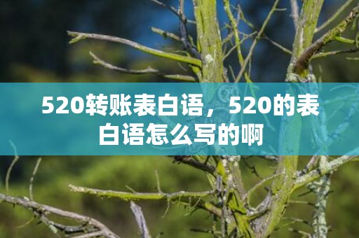 520转账表白语，520的表白语怎么写的啊