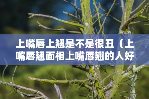 上嘴唇上翘是不是很丑（上嘴唇翘面相上嘴唇翘的人好不好）