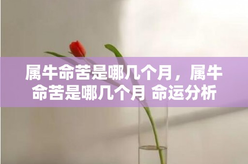 属牛命苦是哪几个月，属牛命苦是哪几个月 命运分析