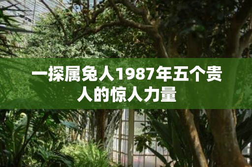 一探属兔人1987年五个贵人的惊人力量