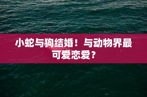 小蛇与狗结婚！与动物界最可爱恋爱？