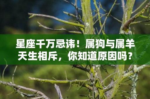 星座千万忌讳！属狗与属羊天生相斥，你知道原因吗？