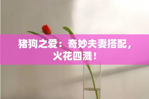 猪狗之爱：奇妙夫妻搭配，火花四溅！