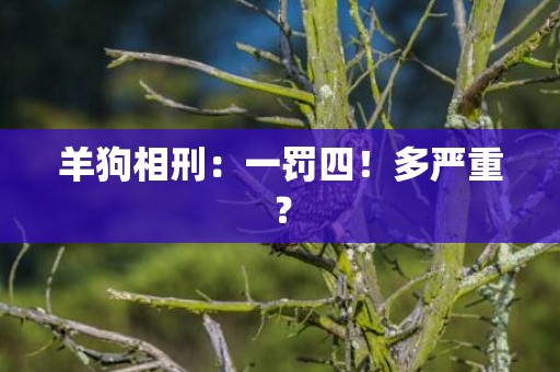 羊狗相刑：一罚四！多严重？