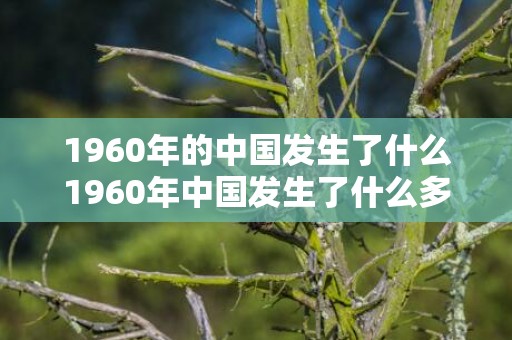 1960年的中国发生了什么1960年中国发生了什么多多分