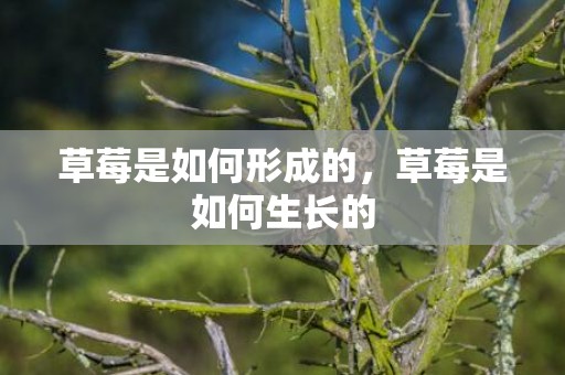 草莓是如何形成的，草莓是如何生长的