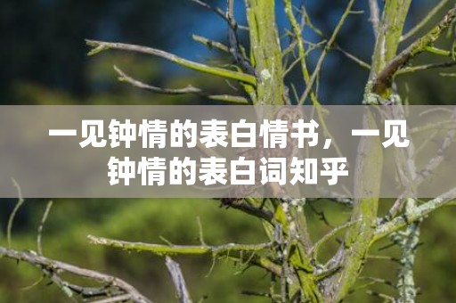 一见钟情的表白情书，一见钟情的表白词知乎