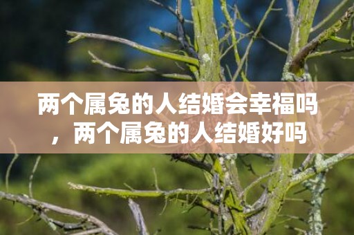 两个属兔的人结婚会幸福吗，两个属兔的人结婚好吗