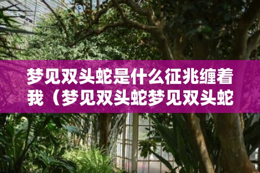 梦见双头蛇是什么征兆缠着我（梦见双头蛇梦见双头蛇咬我是什么征兆）