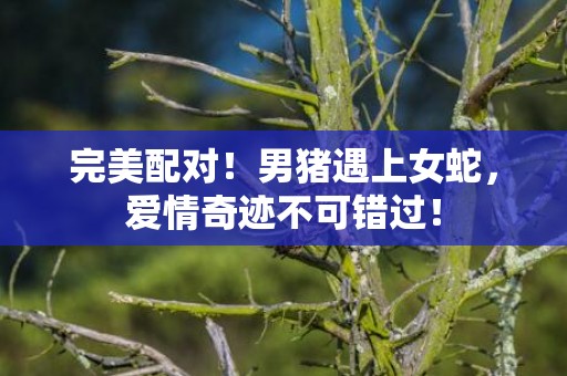 完美配对！男猪遇上女蛇，爱情奇迹不可错过！