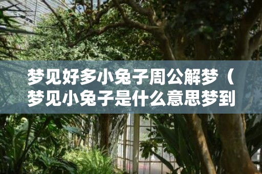 梦见好多小兔子周公解梦（梦见小兔子是什么意思梦到很多小兔子是什么意思）