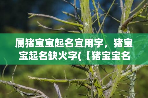 属猪宝宝起名宜用字，猪宝宝起名缺火字(【猪宝宝名字大全】-无火字起名推荐)