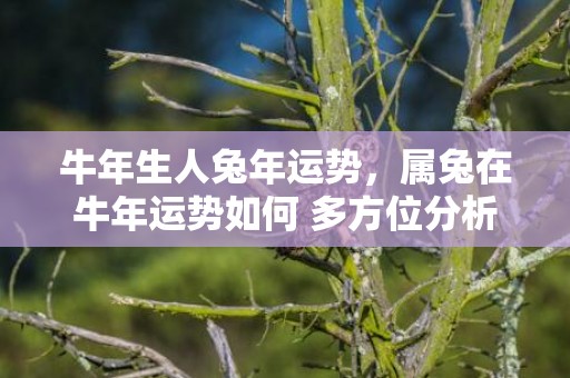 牛年生人兔年运势，属兔在牛年运势如何 多方位分析
