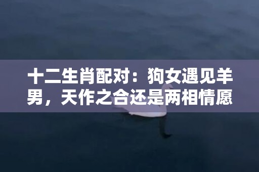 十二生肖配对：狗女遇见羊男，天作之合还是两相情愿？