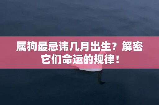 属狗最忌讳几月出生？解密它们命运的规律！