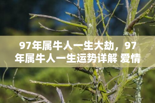97年属牛人一生大劫，97年属牛人一生运势详解 爱情运势是否顺利