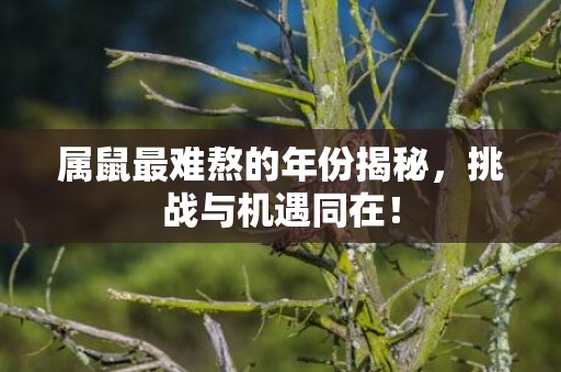 属鼠最难熬的年份揭秘，挑战与机遇同在！