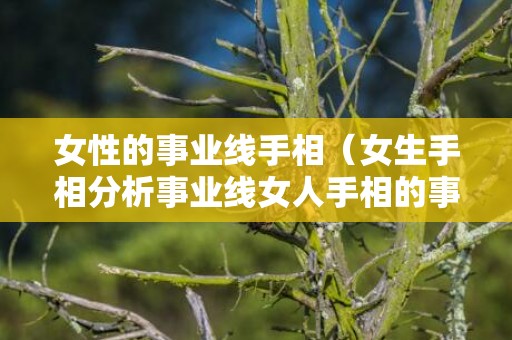 女性的事业线手相（女生手相分析事业线女人手相的事业线是哪里什么意思）