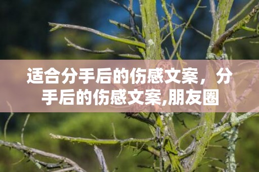 适合分手后的伤感文案，分手后的伤感文案,朋友圈