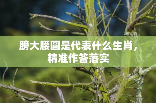膀大腰圆是代表什么生肖，精准作答落实