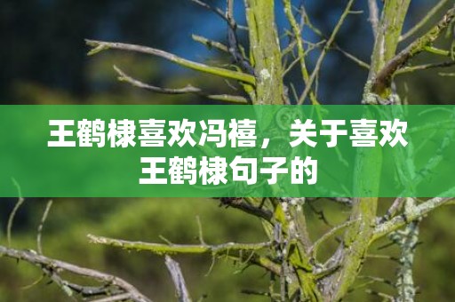 王鹤棣喜欢冯禧，关于喜欢王鹤棣句子的