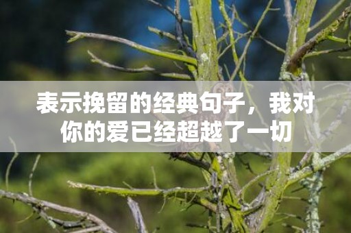 表示挽留的经典句子，我对你的爱已经超越了一切