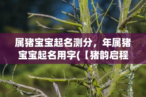 属猪宝宝起名测分，年属猪宝宝起名用字(【猪韵启程】新时代猪宝宝起名指南)